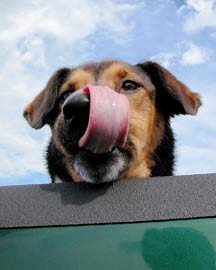 Kennel boxes for dogs and other pets have been built by Highway Products since 1980.